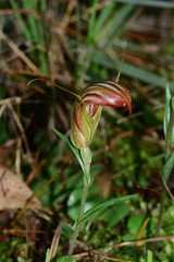 Pterostylis truncata