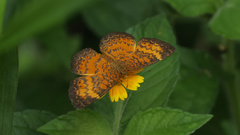 Mazia amazonica