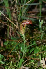 Pterostylis truncata