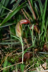Pterostylis truncata