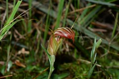 Pterostylis truncata