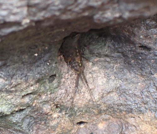 Ligia hawaiensis, 2022-06-06