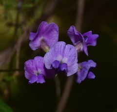 Glycine microphylla
