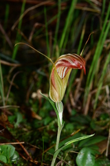 Pterostylis truncata