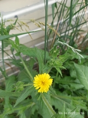 Helminthotheca echioides