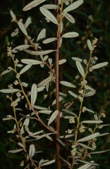 Pomaderris angustifolia