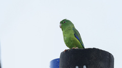 Forpus crassirostris