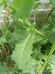 Helminthotheca echioides