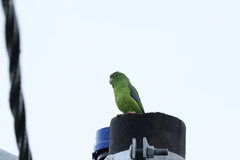 Forpus crassirostris