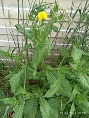 Helminthotheca echioides