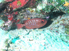 Heteropriacanthus cruentatus