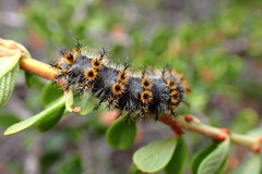 Hemileuca eglanterina
