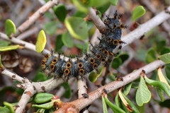 Hemileuca eglanterina