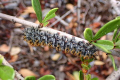 Hemileuca eglanterina