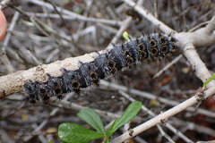 Hemileuca eglanterina