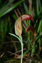 Pterostylis truncata