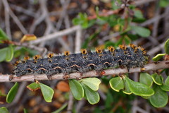 Hemileuca eglanterina