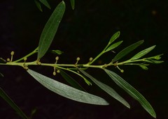 Acacia leprosa