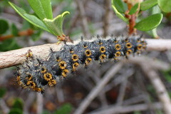 Hemileuca eglanterina