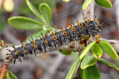 Hemileuca eglanterina