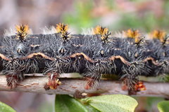 Hemileuca eglanterina