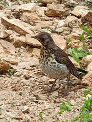 Turdus pilaris