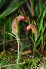 Pterostylis truncata