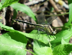 Gomphurus