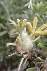 Dasineura lupini