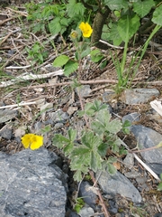 Potentilla × villosula