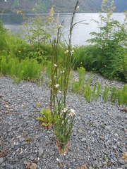 Arabis eschscholtziana