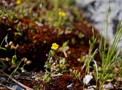 Erythranthe howaldiae