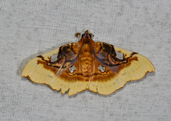Eupastranaia tumidifrons
