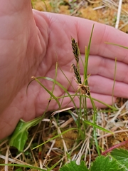 Carex anthoxanthea