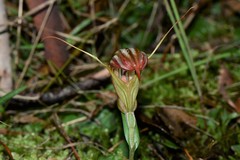 Pterostylis truncata