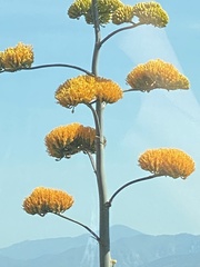Agave chrysantha