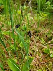 Carex pluriflora