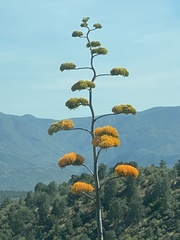Agave chrysantha
