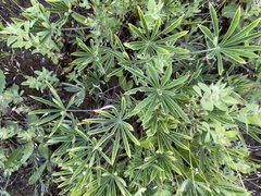 Lupinus oreganus