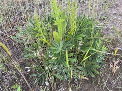 Lupinus oreganus