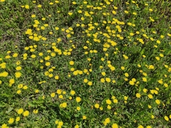 Pilosella officinarum