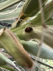 Caplothorax melanopterus