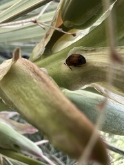 Caplothorax melanopterus