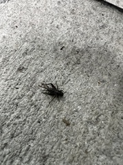 Neonemobius cubensis