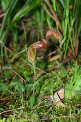 Pterostylis truncata