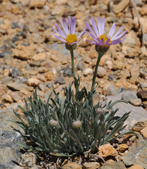 Erigeron argentatus