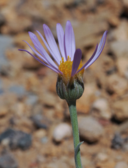 Erigeron argentatus