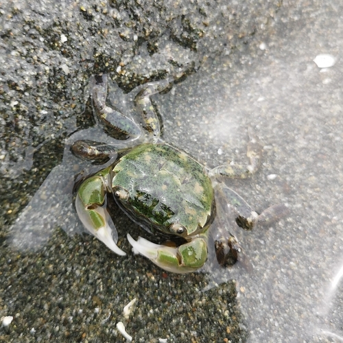 Yellow Shore Crab, photo 6 of 10