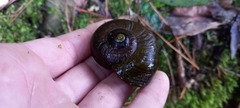 Powelliphanta traversi