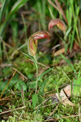 Pterostylis truncata